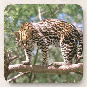 South America, Ecuador, Amazon. Ocelot Coaster