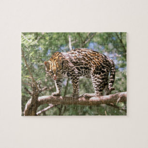 South America, Ecuador, Amazon. Ocelot Jigsaw Puzzle