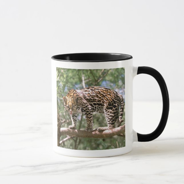 South America, Ecuador, Amazon. Ocelot Mug (Right)