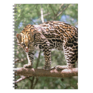 South America, Ecuador, Amazon. Ocelot Notebook
