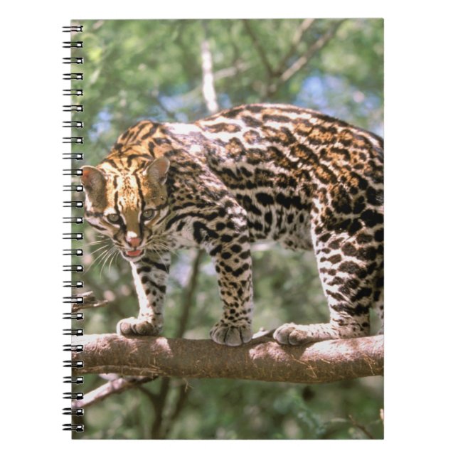 South America, Ecuador, Amazon. Ocelot Notebook (Front)
