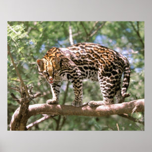 South America, Ecuador, Amazon. Ocelot Poster