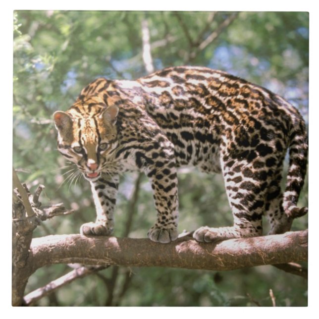 South America, Ecuador, Amazon. Ocelot Tile (Front)