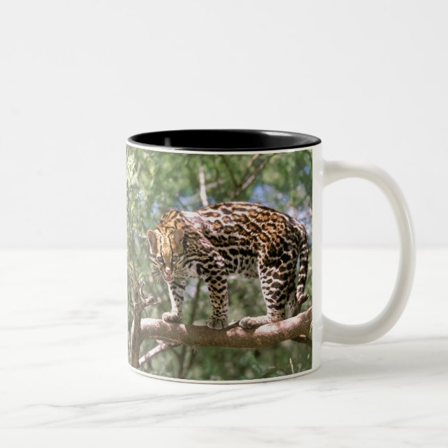 South America, Ecuador, Amazon. Ocelot Two-Tone Coffee Mug (Right)
