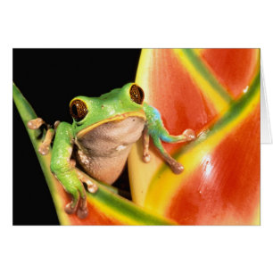 South America, Ecuador, Amazon. Tree frog