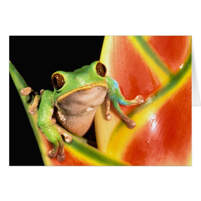 South America, Ecuador, Amazon. Tree frog (Front Horizontal)