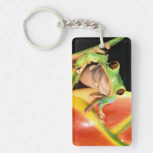 South America, Ecuador, Amazon. Tree frog Key Ring