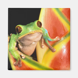 South America, Ecuador, Amazon. Tree frog Magnet