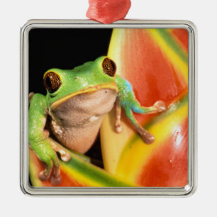 South America, Ecuador, Amazon. Tree frog Metal Ornament