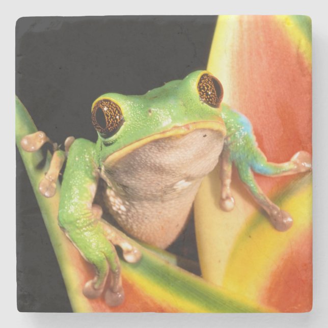 South America, Ecuador, Amazon. Tree frog Stone Coaster (Front)