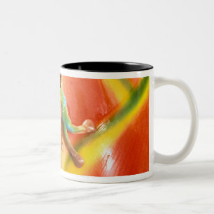 South America, Ecuador, Amazon. Tree frog Two-Tone Coffee Mug