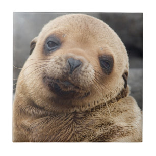 South America, Ecuador, Galapagos Islands Ceramic Tile