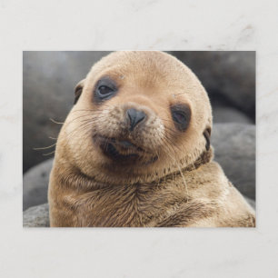 South America, Ecuador, Galapagos Islands Postcard