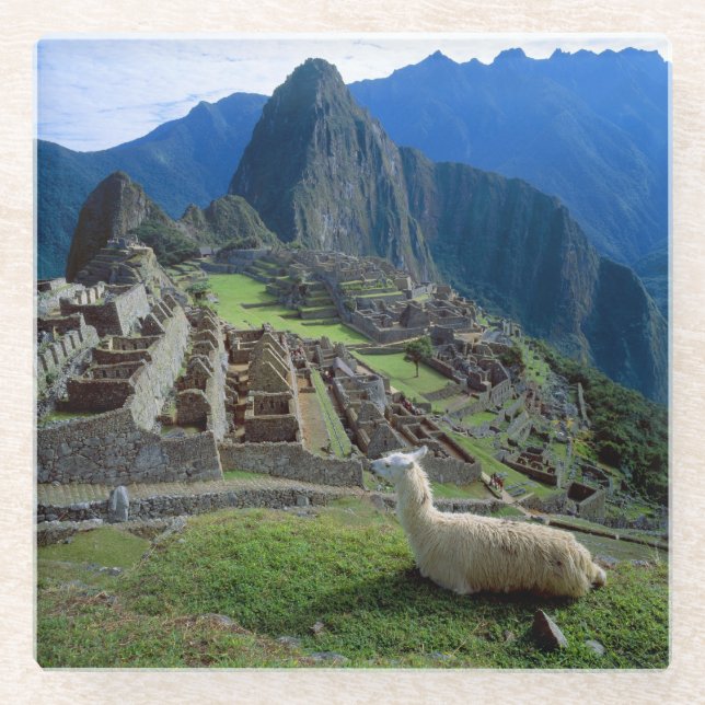 South America, Peru. A llama rests on a hill Glass Coaster (Front)