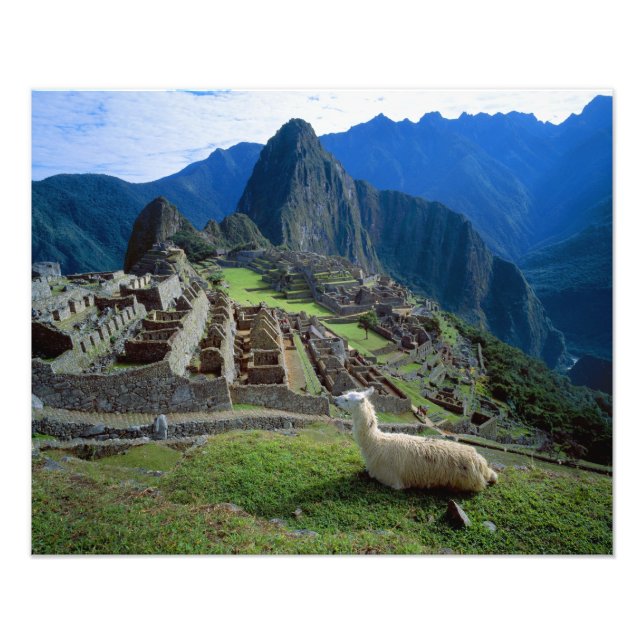 South America, Peru. A llama rests on a hill Photo Print (Front)