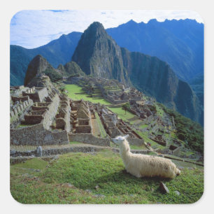 South America, Peru. A llama rests on a hill Square Sticker