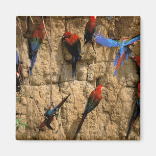 South America, Peru, Manu National Park, Magnet