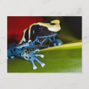 South America, Republic of Surinam. Close-up Postcard