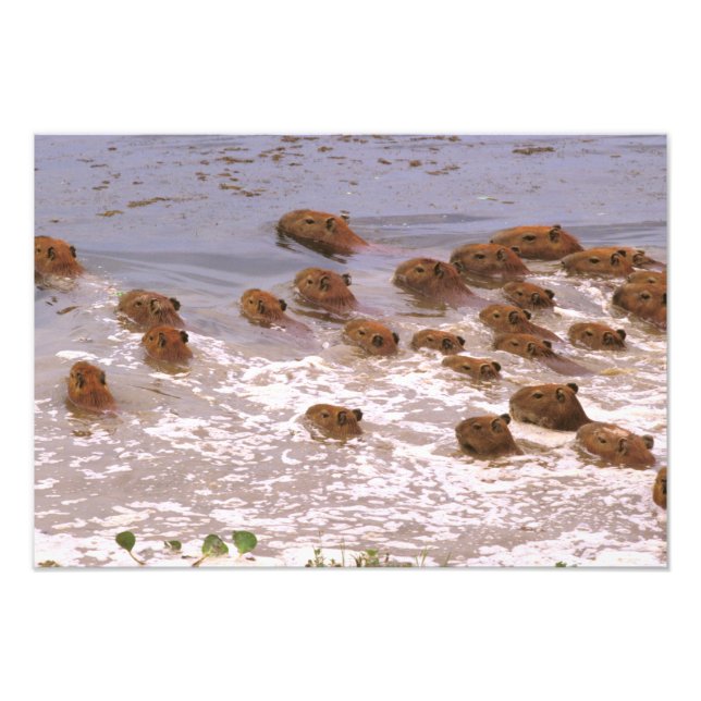 South America, Venezuela, Llano region. Photo Print (Front)