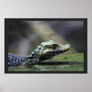 South American Caiman Poster