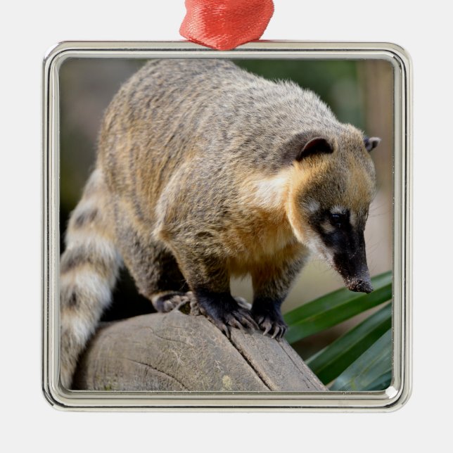 South American Coati on branch Metal Ornament (Front)