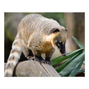 South American Coati on branch Photo Print