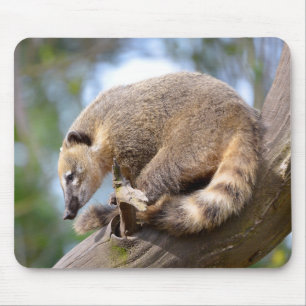 South American Coati on branch Postcard Metal Orna Mouse Pad
