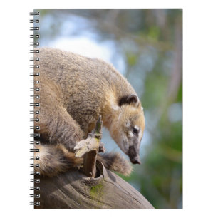 South American Coati on branch Postcard Metal Orna Notebook