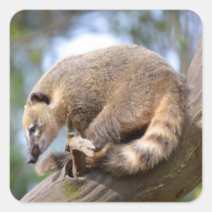 South American Coati on branch Postcard Metal Orna Square Sticker