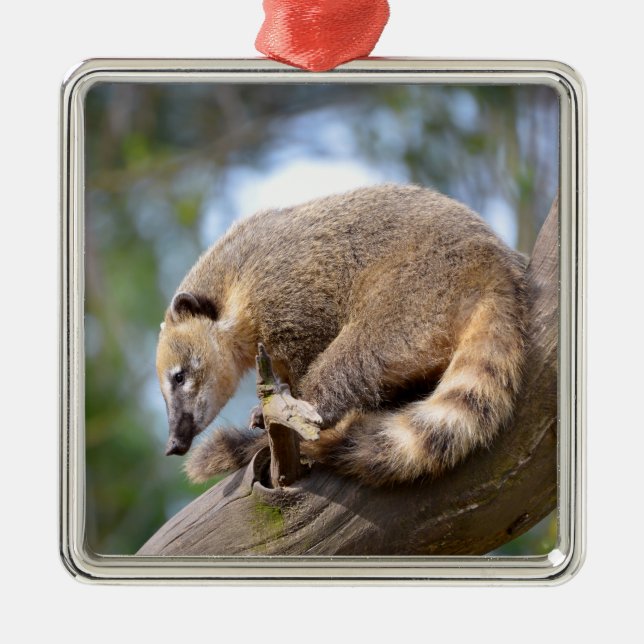 South American Coati on branch Postcard Metal Ornament (Front)