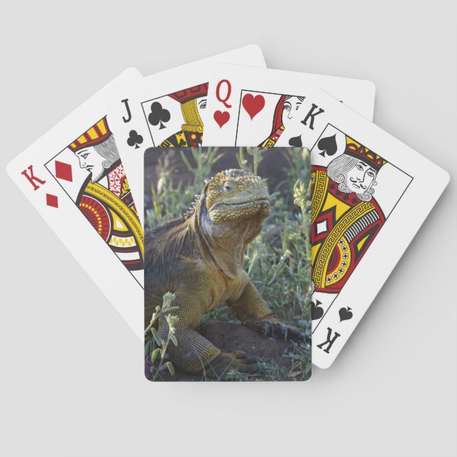 South American Green Iguana Playing Cards (Back)