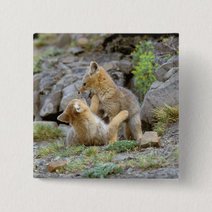 South American Grey Fox (Lycalopex griseus) pair 2 15 Cm Square Badge