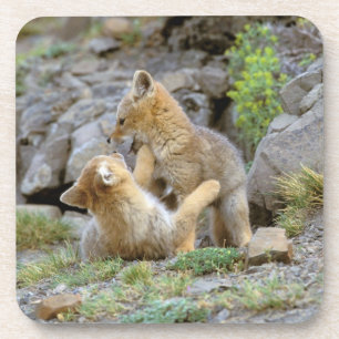 South American Grey Fox (Lycalopex griseus) pair 2 Coaster