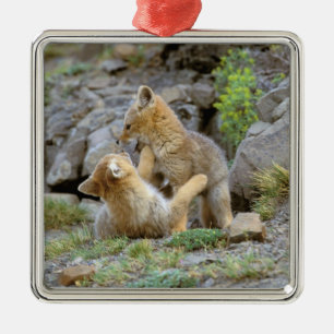 South American Grey Fox (Lycalopex griseus) pair 2 Metal Ornament