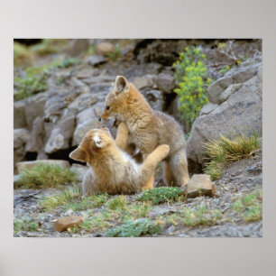 South American Grey Fox (Lycalopex griseus) pair 2 Poster