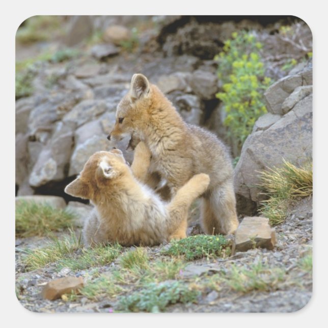 South American Grey Fox (Lycalopex griseus) pair 2 Square Sticker (Front)