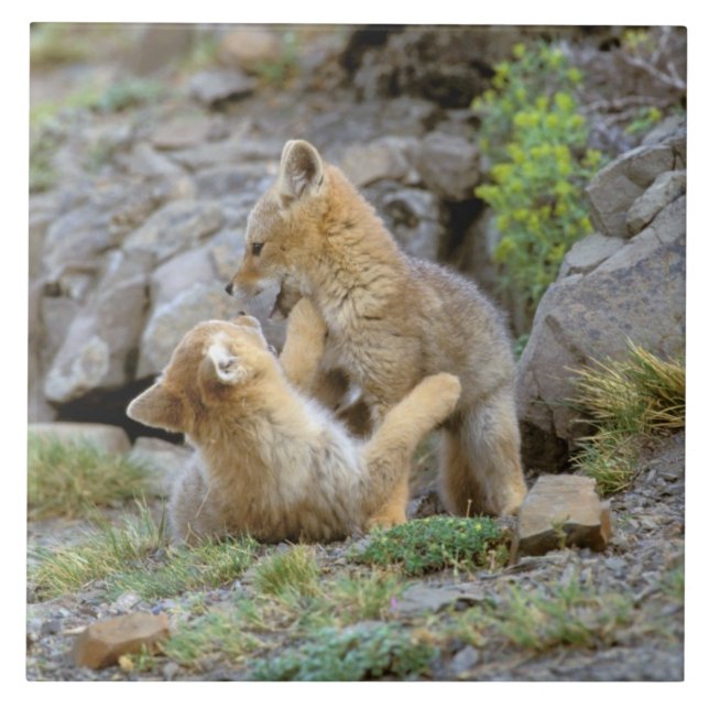 South American Grey Fox (Lycalopex griseus) pair 2 Tile (Front)