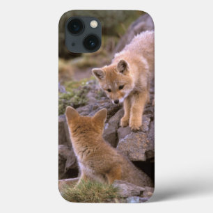 South American Grey Fox (Lycalopex griseus) pair iPhone 13 Case