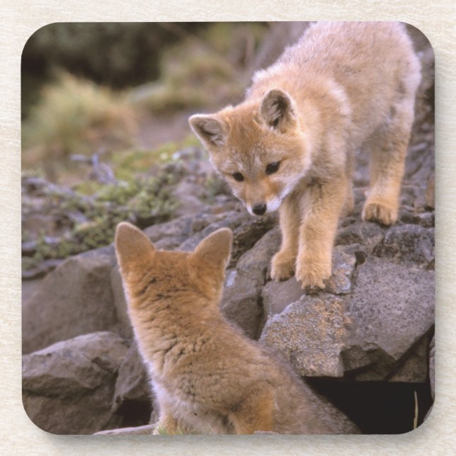 South American Grey Fox (Lycalopex griseus) pair Coaster (Front)