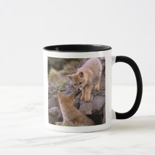South American Grey Fox (Lycalopex griseus) pair Mug