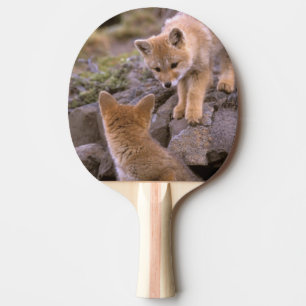 South American Grey Fox (Lycalopex griseus) pair Ping Pong Paddle