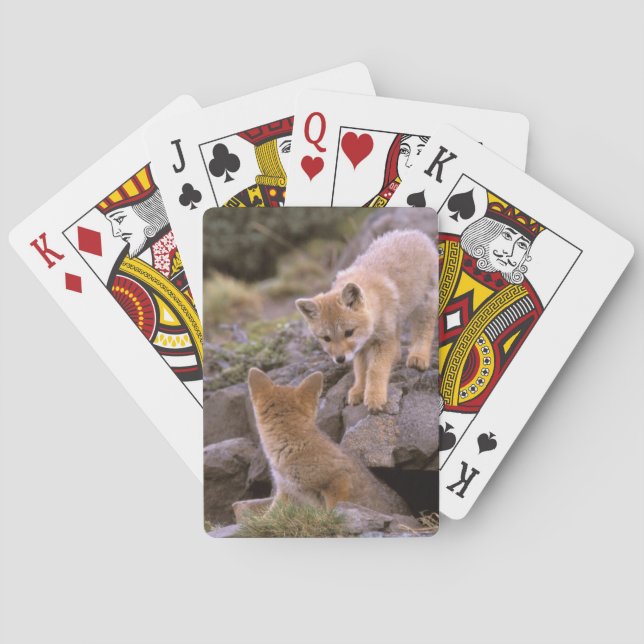 South American Grey Fox (Lycalopex griseus) pair Playing Cards (Back)