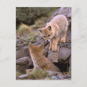 South American Grey Fox (Lycalopex griseus) pair Postcard