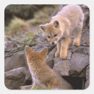 South American Grey Fox (Lycalopex griseus) pair Square Sticker