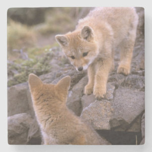 South American Grey Fox (Lycalopex griseus) pair Stone Coaster