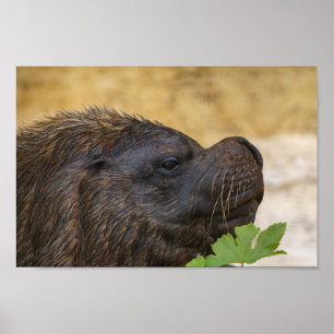 South American sea lion bull Poster