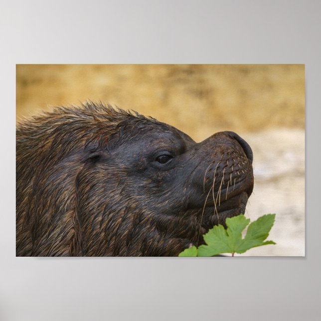 South American sea lion bull Poster (Front)