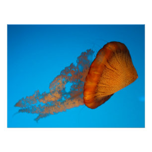South American Sea Nettle Poster