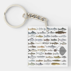 South Asia Freshwater Fish Group Key Ring