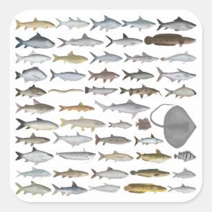 South Asia Freshwater Fish Group Square Sticker